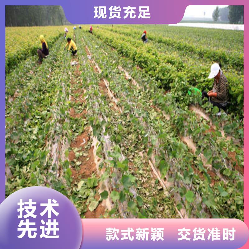 雅江早熟葡萄苗品种齐全厂家品控严格