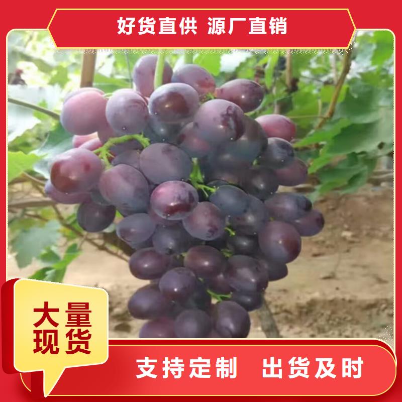 内蒙古晚熟葡萄树苗种植品种选择