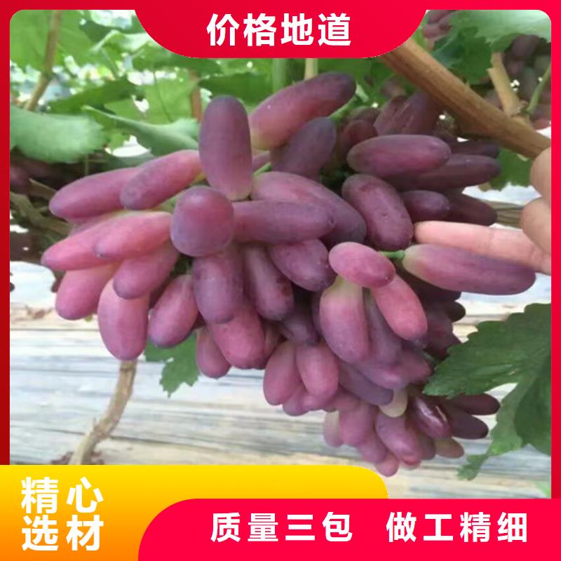 香港经验丰富的扦插葡萄苗经销商本地制造商
