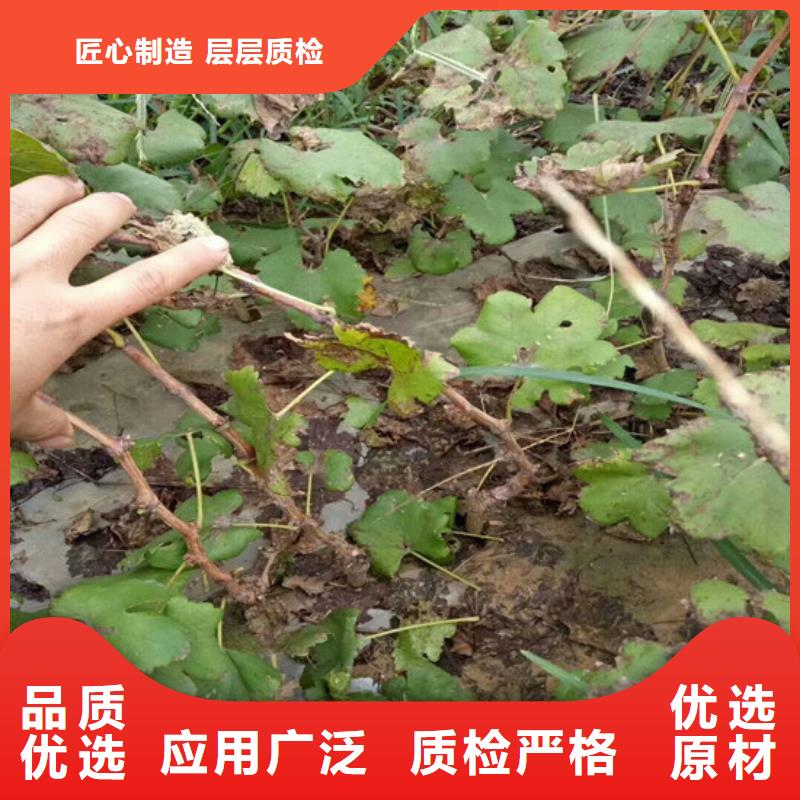 广州嫁接葡萄苗生产厂家-批发不只是质量好