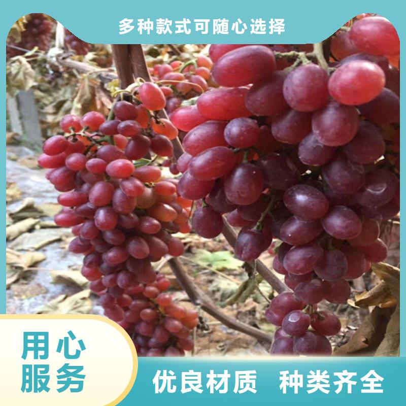 贵州甜蜜蓝宝石葡萄苗高产丰收