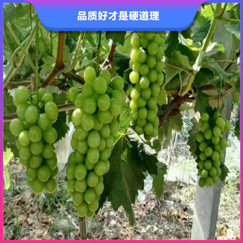 滁州赤霞珠葡萄苗批发价格
