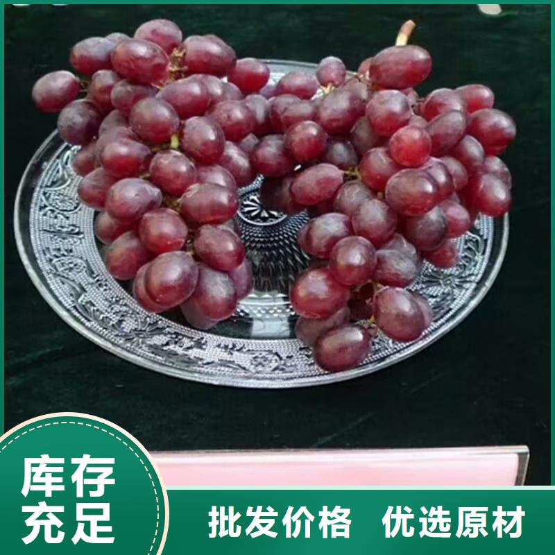 规格全的安庆赤霞珠葡萄苗供货商