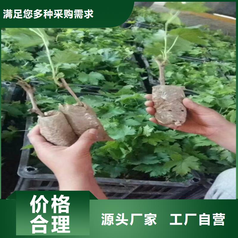 贵州省1米高香妃葡萄苗