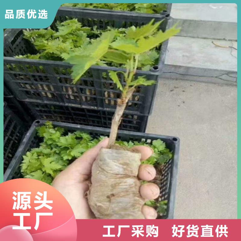 青提葡萄树苗厂家-找广祥农业科技有限公司