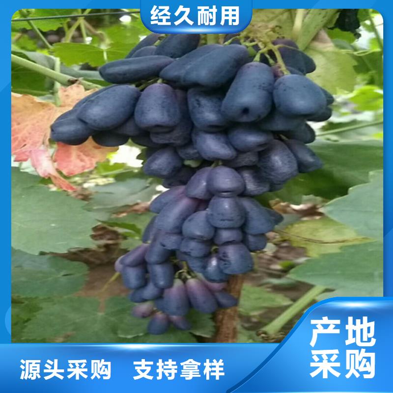 赤霞珠葡萄苗厂家-高品质当地公司