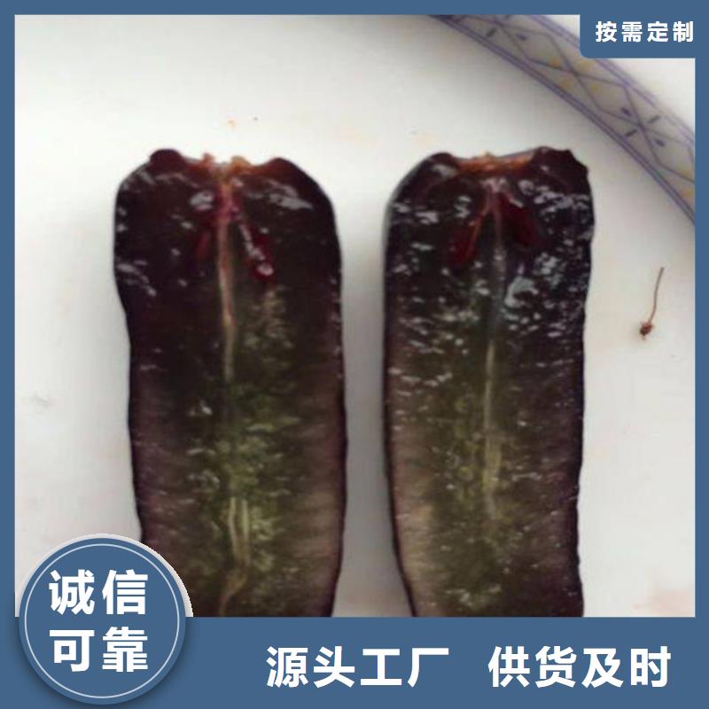 黑龙江省3公分香妃葡萄苗