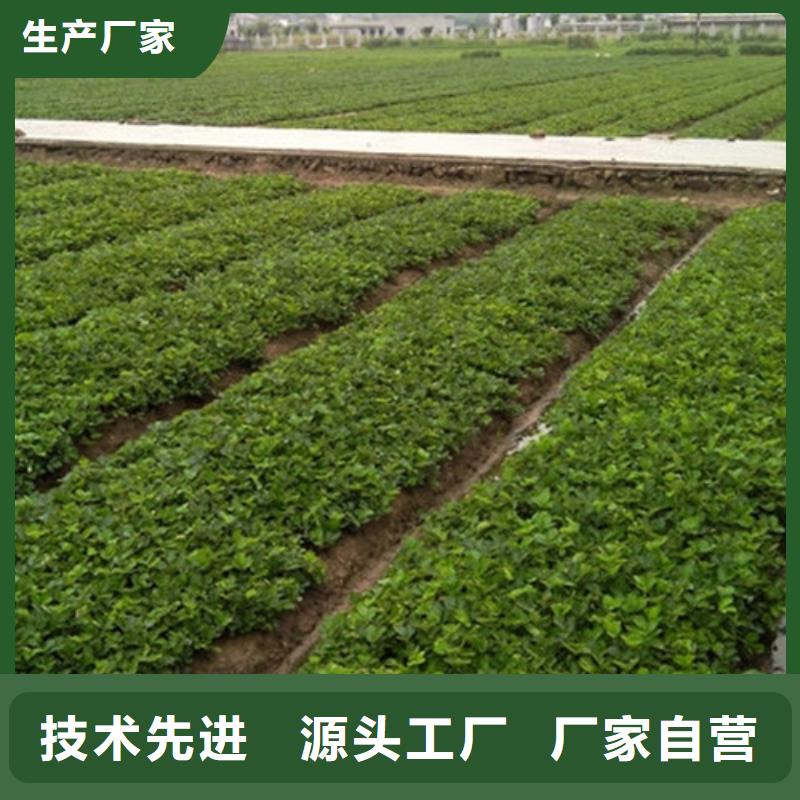 大连市香野草莓苗高产丰收