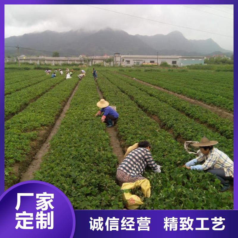 云南省法兰地草莓苗种植品种选择