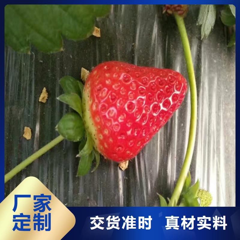 一年生牛奶草莓苗，牛奶草莓苗2024已更新(今天/动态)厂家货源