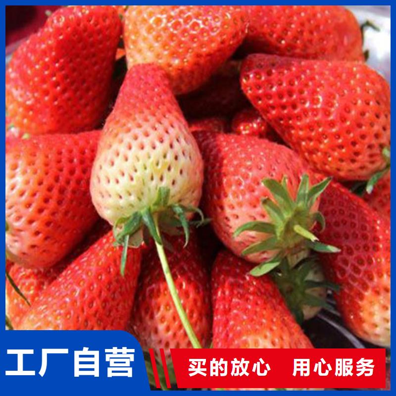 经验丰富的草莓苗供货商生产型