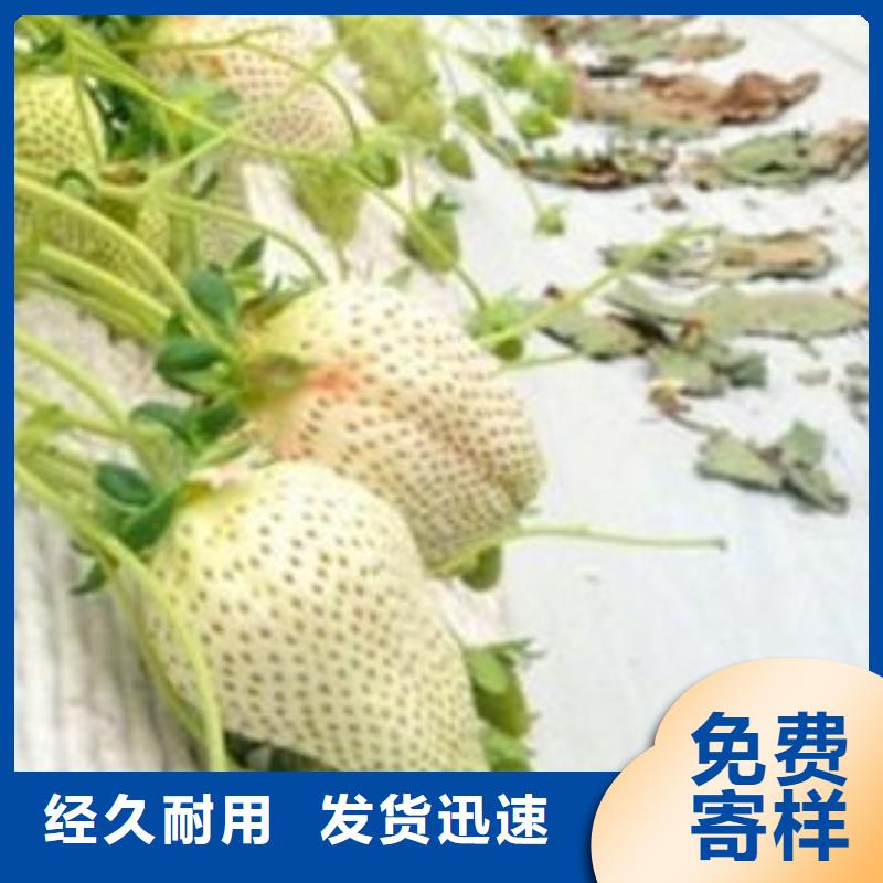 金口河妙香7号草莓苗种植条件本地经销商