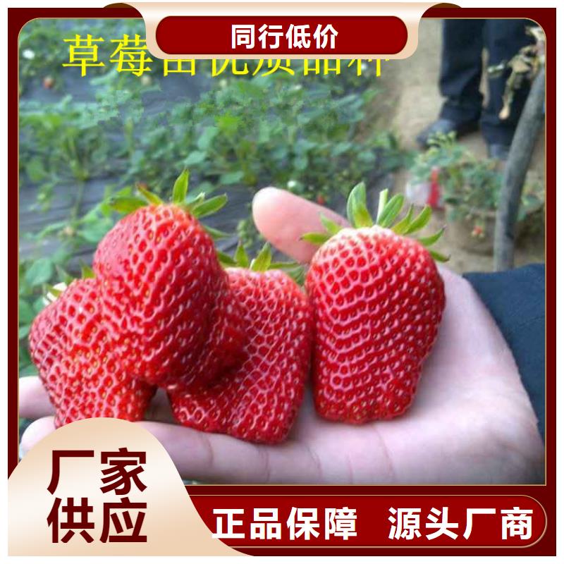 红颊草莓苗亩产多少大厂生产品质