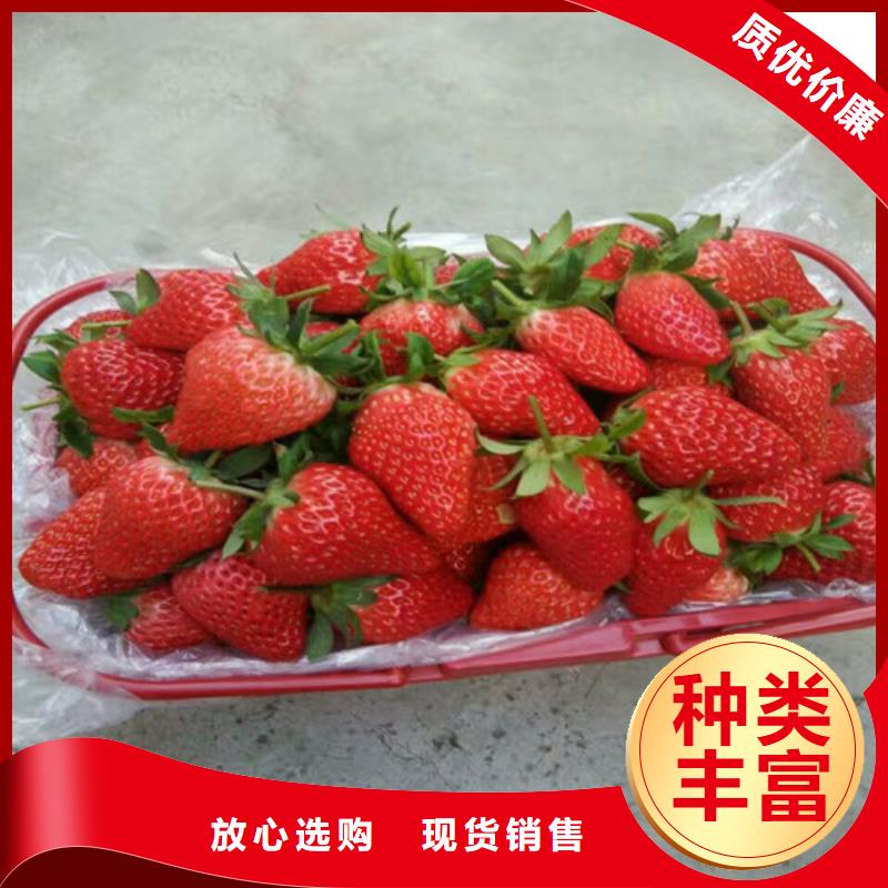红颜草莓苗种类齐全