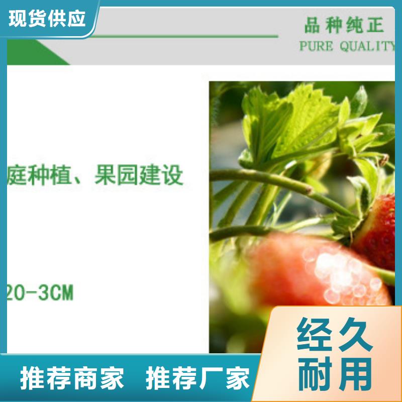 甄选：漯河隋珠草莓苗供应商