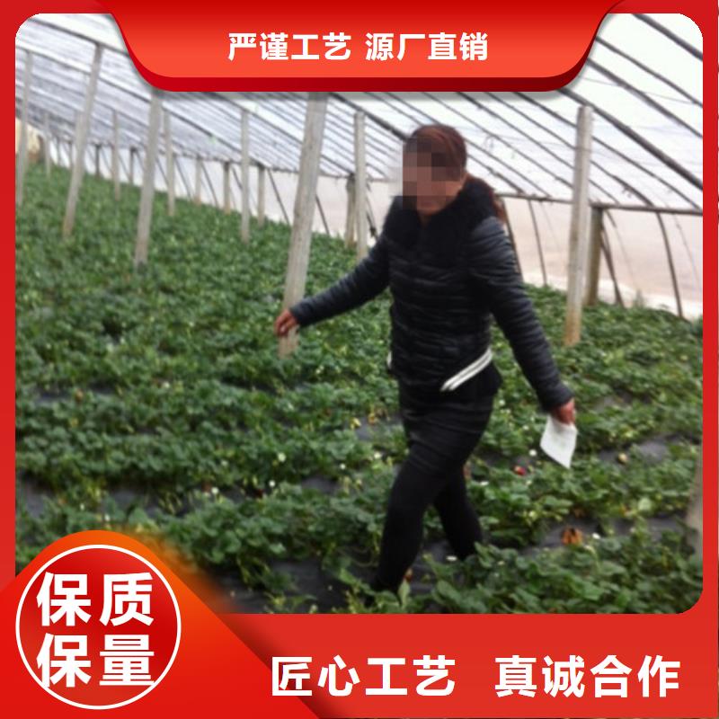兴县脱毒草莓苗在线报价