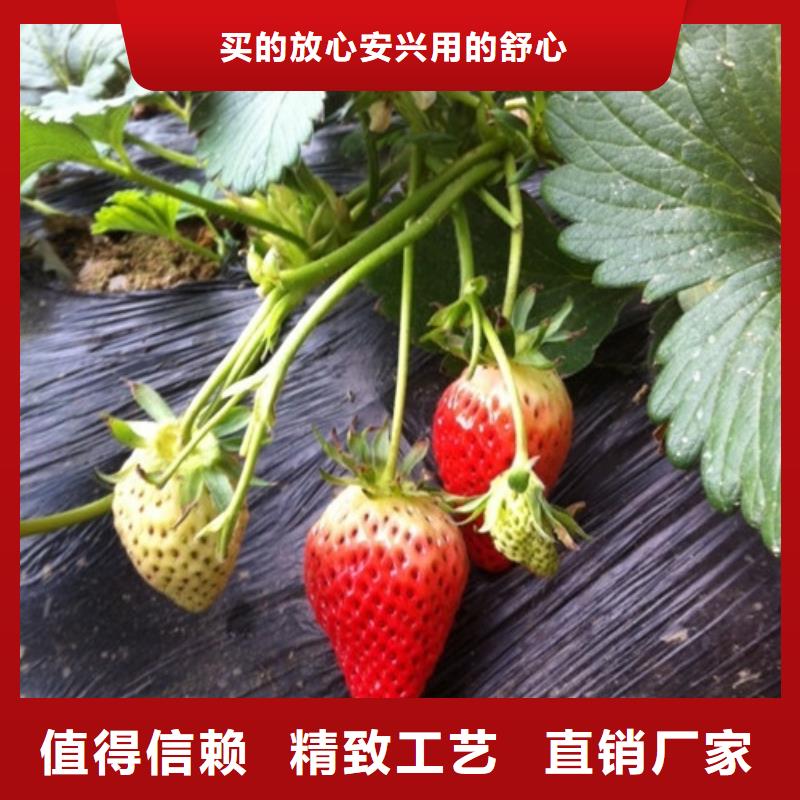 河北衡水奶油草莓苗