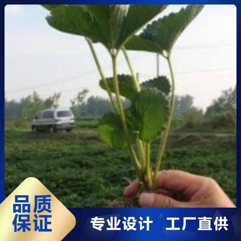 广州市妙香7号草莓苗亩产多少