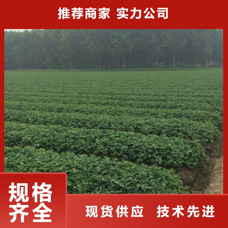 妙香7号草莓苗培育质优价保