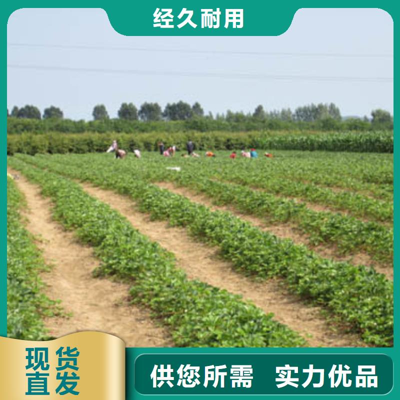 一年生菠萝草莓苗，菠萝草莓苗培育当地生产商