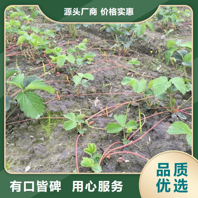 黄龙桃熏草莓苗培育基地