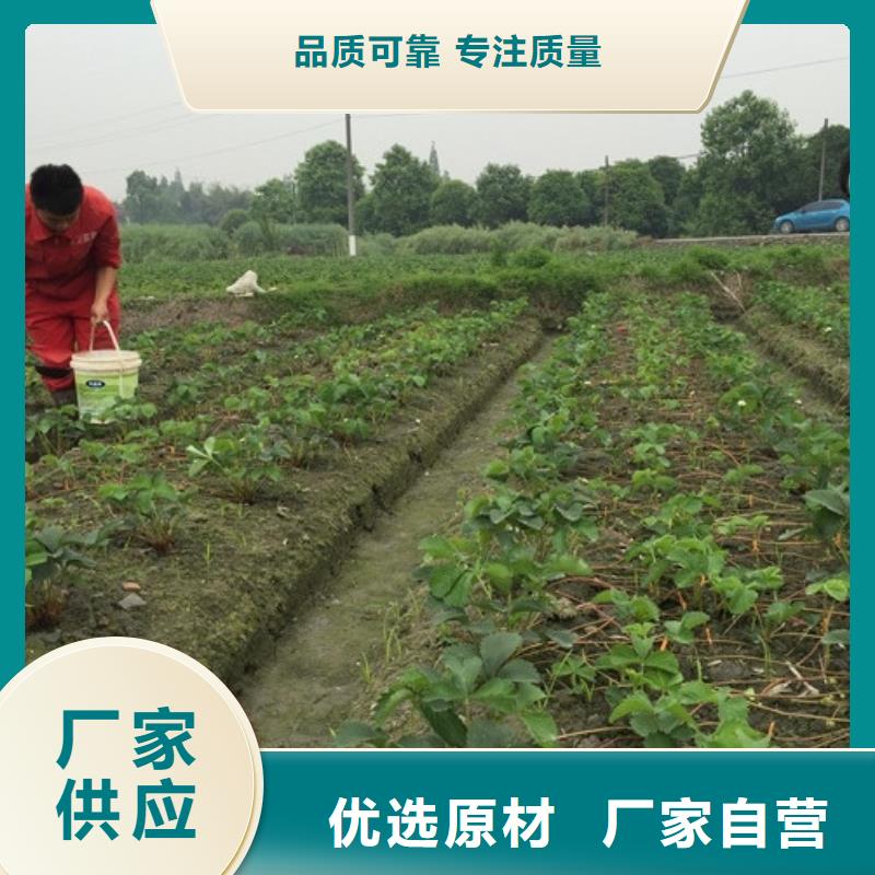 草莓苗品种品种选择厂家拥有先进的设备