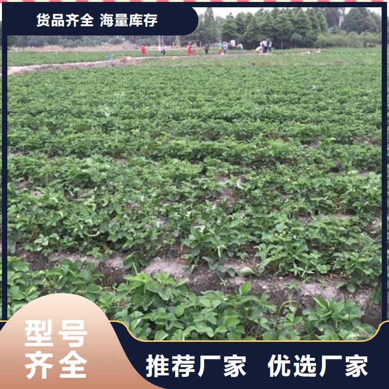 衢州市桃熏草莓苗2023已更新(今日/动态)