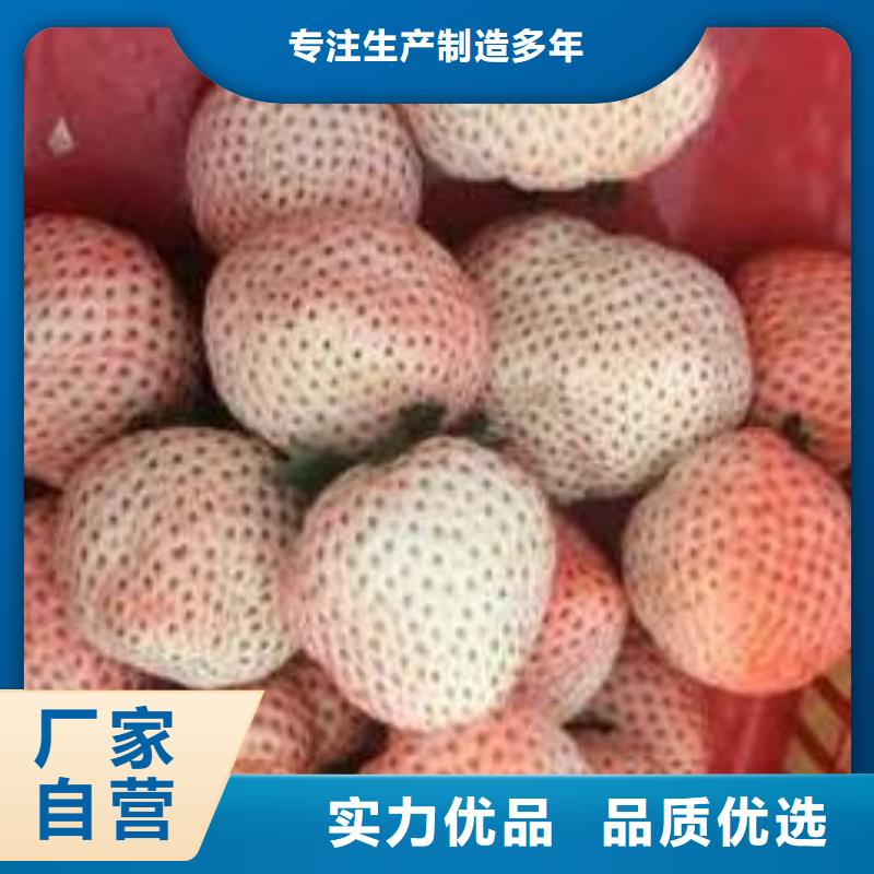 范县菠萝草莓苗现货价格源头厂家量大价优