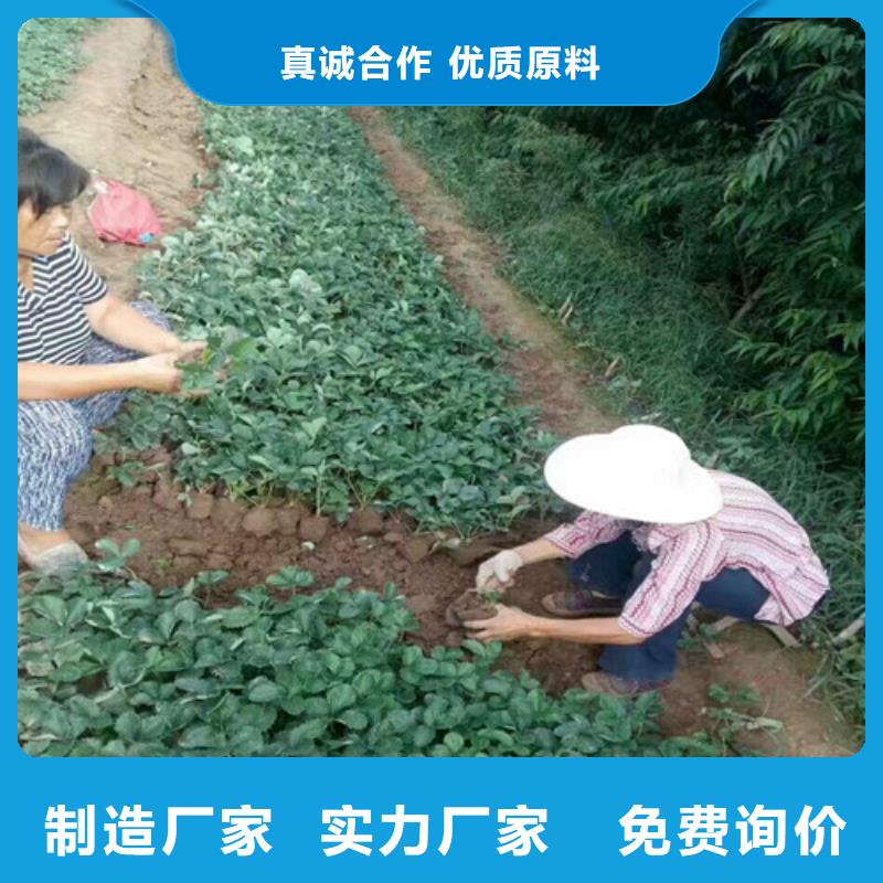 湖南省红99草莓苗育苗厂家