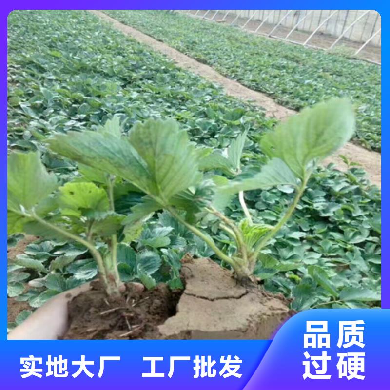 淮南市甜宝草莓苗栽植密度