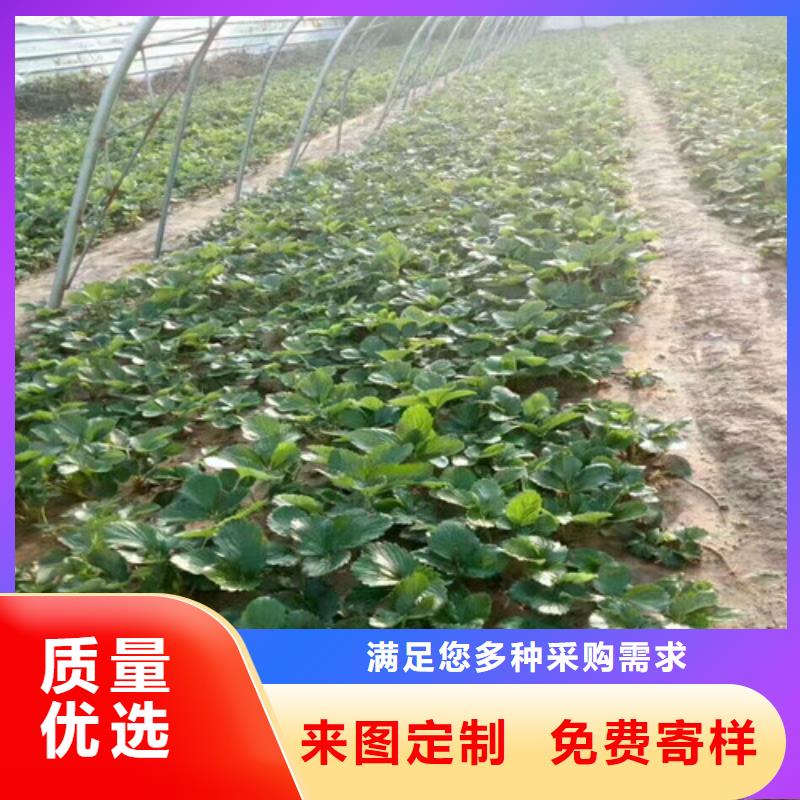 乐东县草莓苗品种免费拿样甄选好厂家