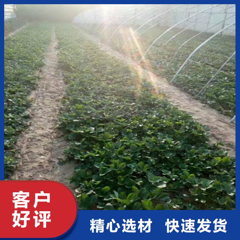 出售艳丽草莓苗，艳丽草莓苗哪里有种植的长期供应