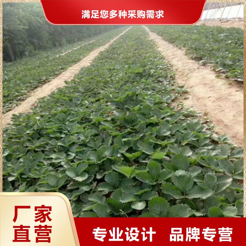 浙江湖州隋珠草莓苗