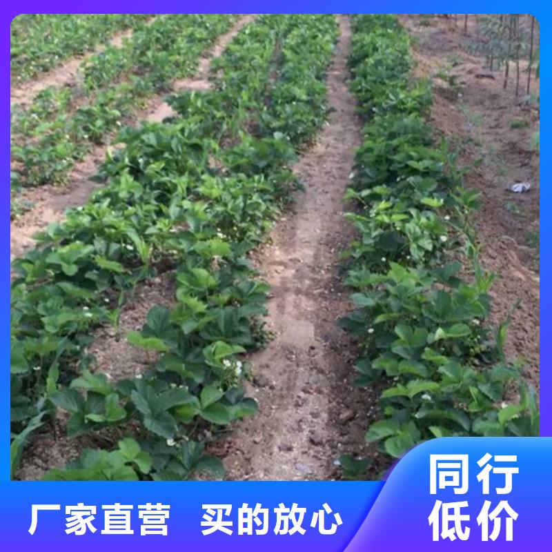 屯昌县甜查理草莓苗-甜查理草莓苗质优价廉长期供应
