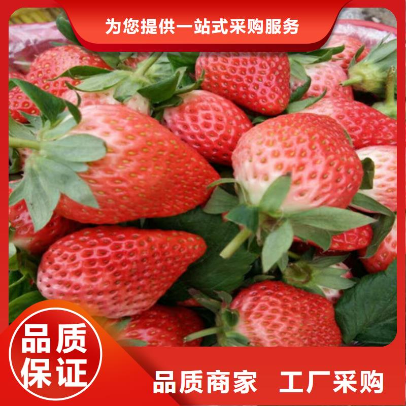 四季草莓苗厂家-定制专业生产N年