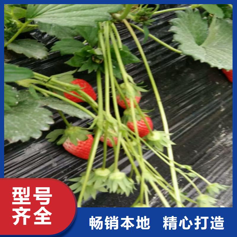 白果草莓苗2024年报价本地厂家