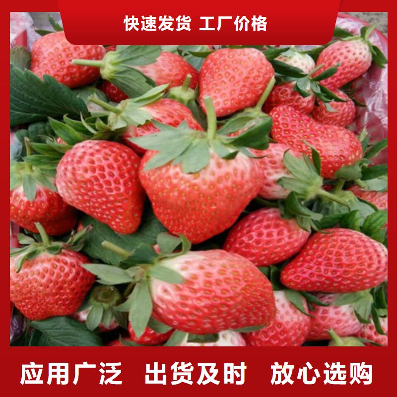 章姬草莓苗生产厂家专业供货品质管控