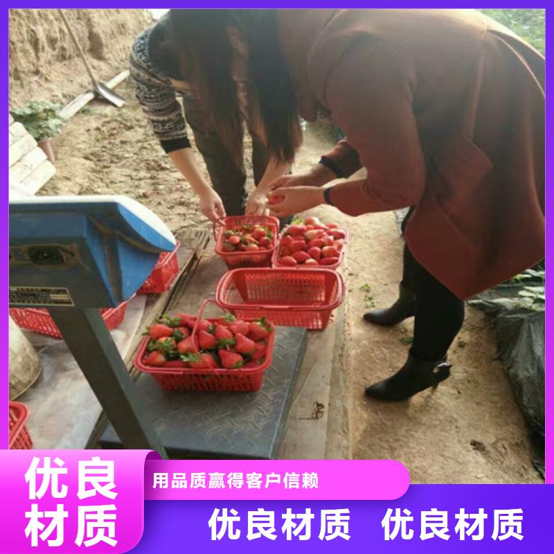 江西省妙香草莓苗培育