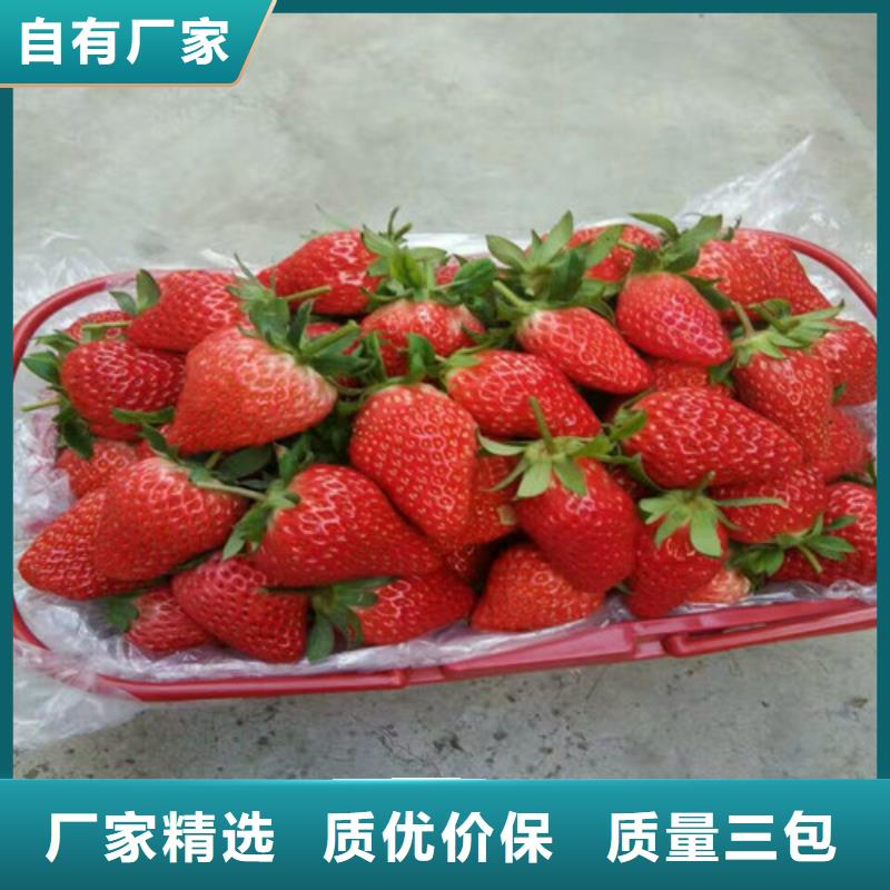 奶油草莓苗种苗工厂批发