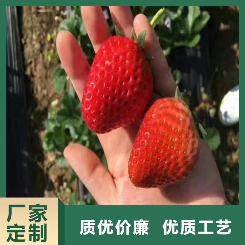 法兰地草莓苗期待与您合作N年大品牌