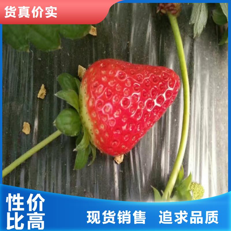 卢龙脱毒草莓苗种植条件本地生产商