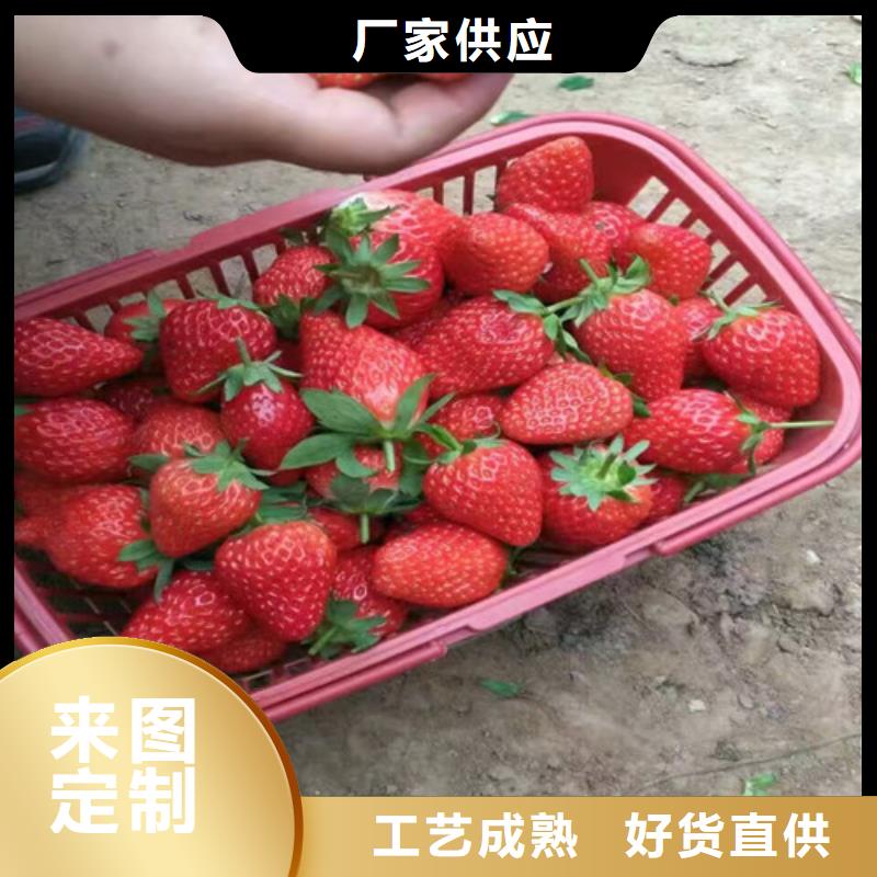 艳丽草莓苗低价批发源头厂源头货