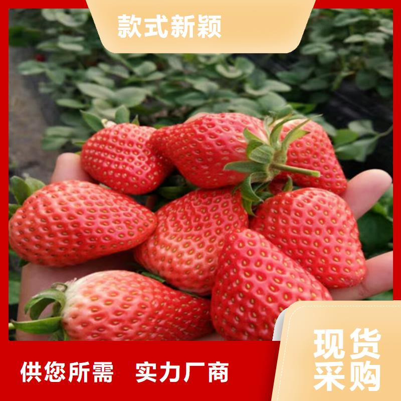 隋珠草莓苗培育支持大批量采购