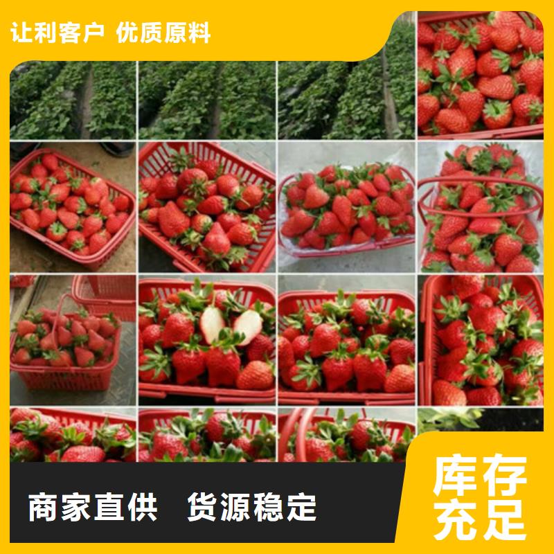 福建省白草莓苗基地出售实力厂商