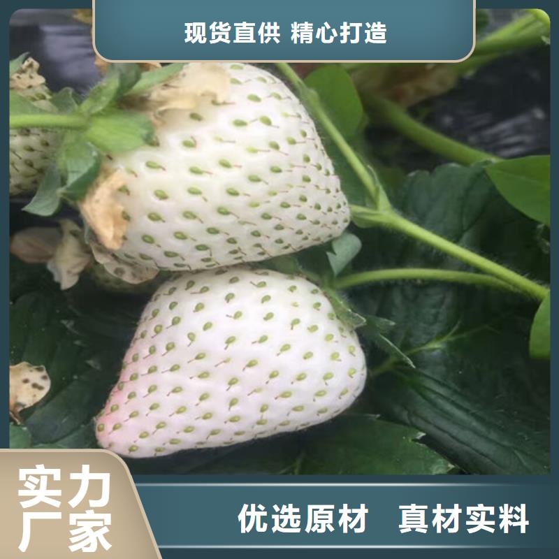 2022发货快速#淮南香蕉品种草莓苗#实体厂家