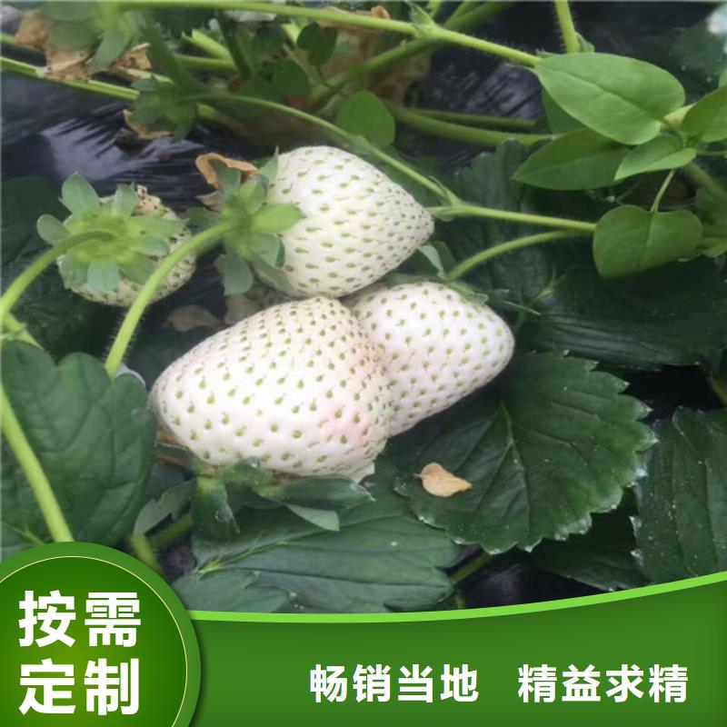 香野草莓苗-钜惠来袭专注细节更放心