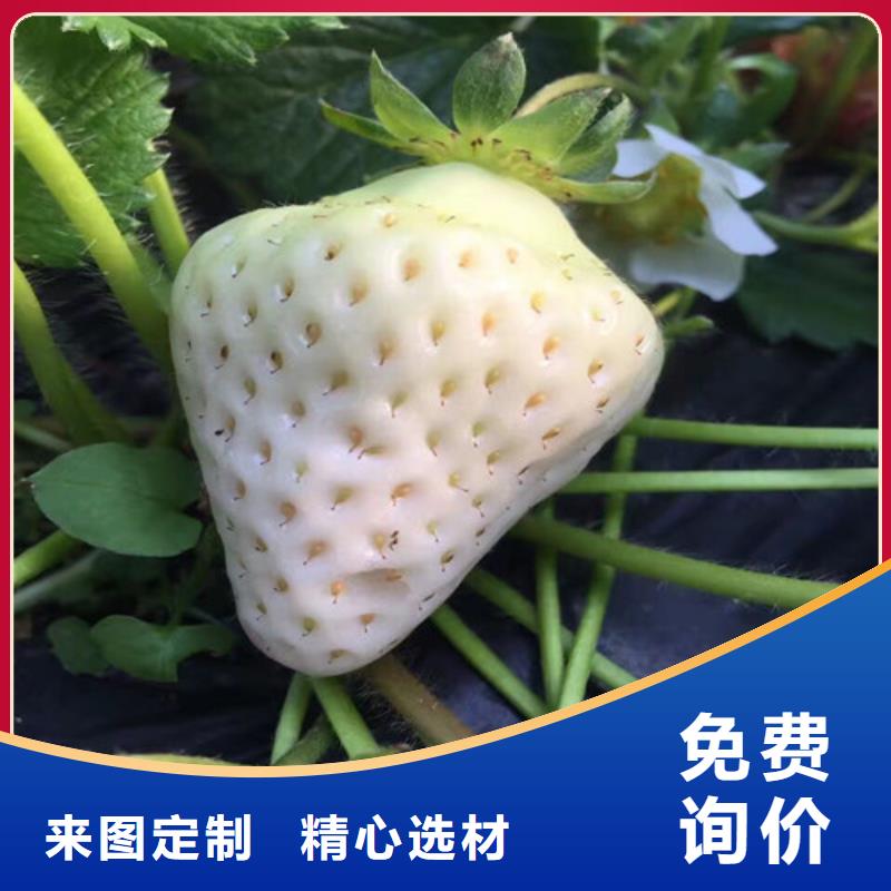 盘锦市白果草莓苗栽植密度