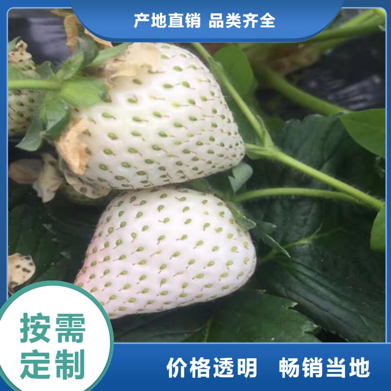 香野草莓苗生产基地厂家一站式采购