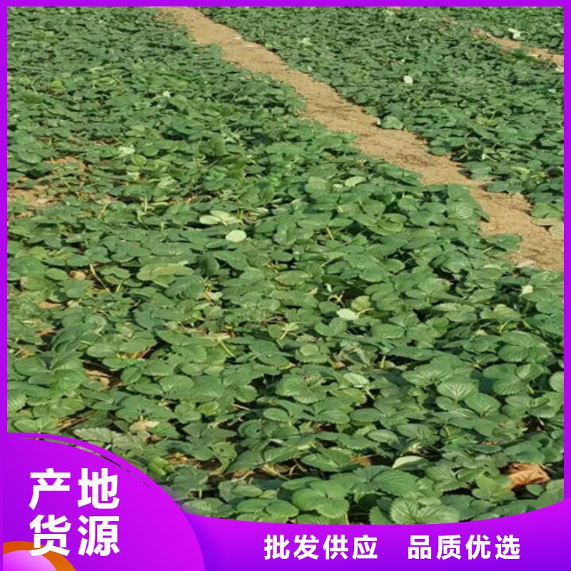 淄川香野草莓苗哪里好库存量大