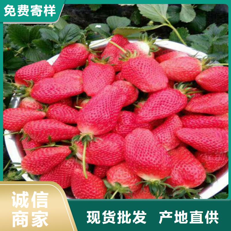 山东省白果草莓苗品种齐全